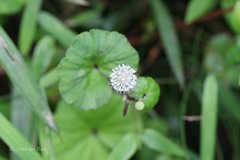 Hydrocotyle himalaica